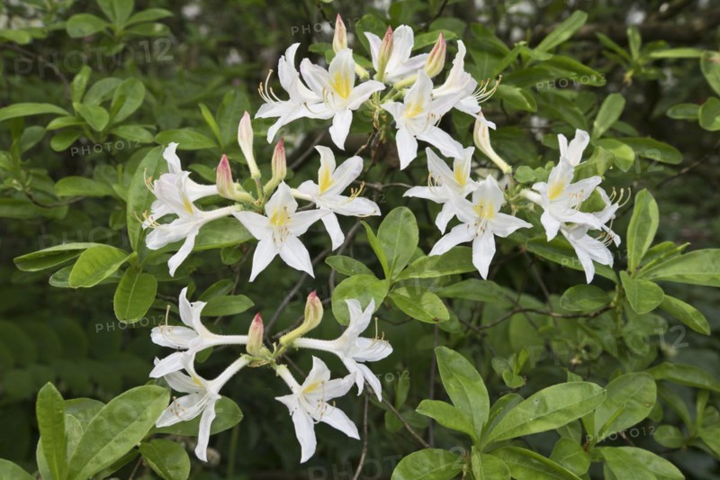 Rhododendron flower