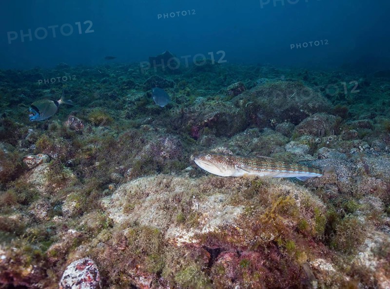 Atlantic lizardfish