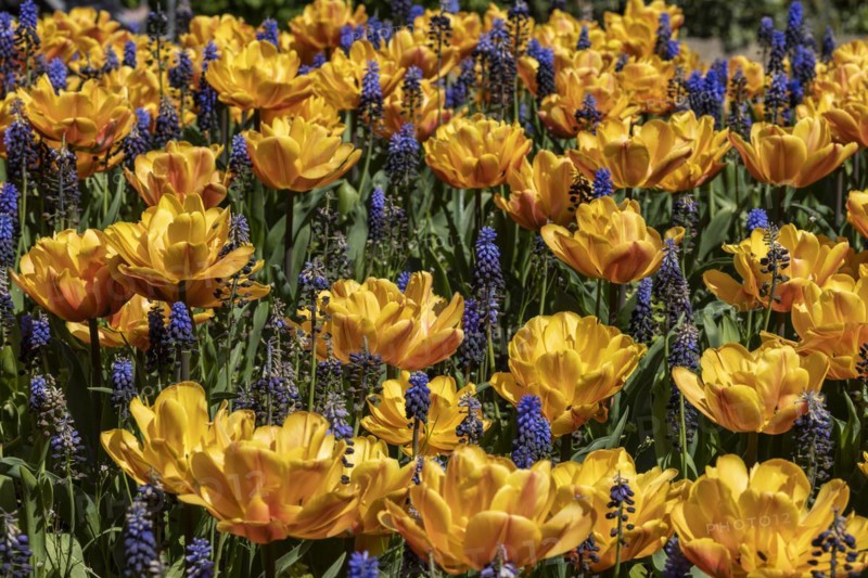 Yellow tulips and blue grape hyacinth in a bed in the park