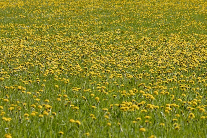Flower meadow