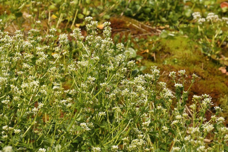 Bavarian spoonwort