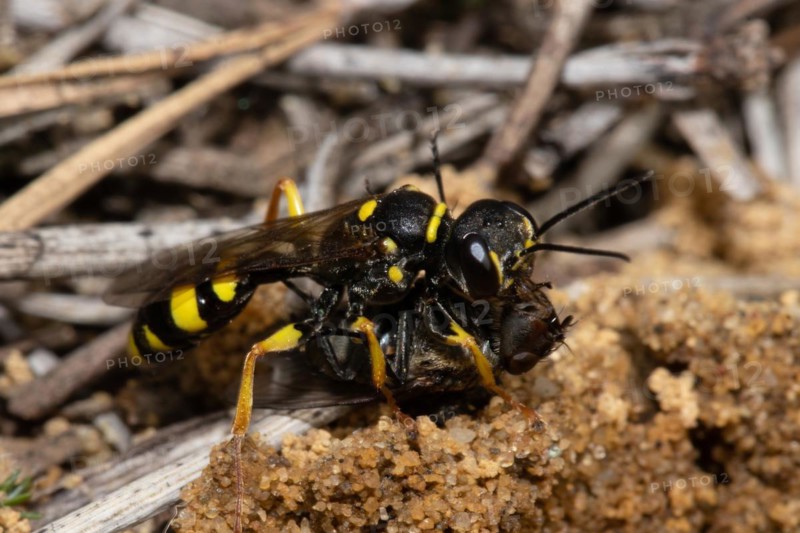 Fecal wasp with prey sitting on sandy soil seen on the right
