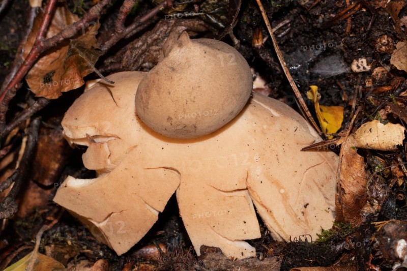 Reddish earth star Fruiting body with reddish brown lobes and spore ball in brown autumn leaves