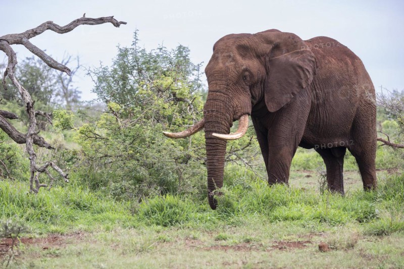 African elephant