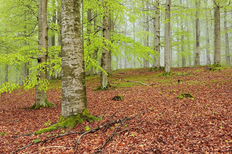 Beech forest with mist in early spring