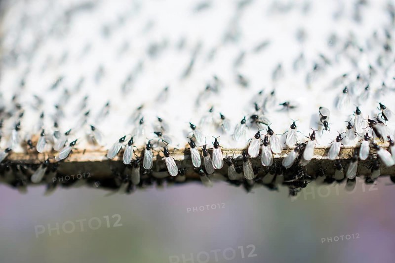 A swarm of flying ants gather on a white background