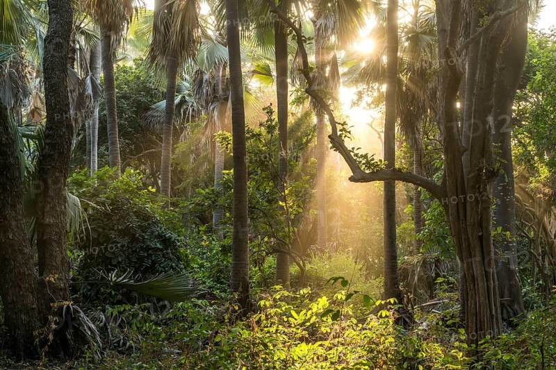 Sunbeams in the jungle