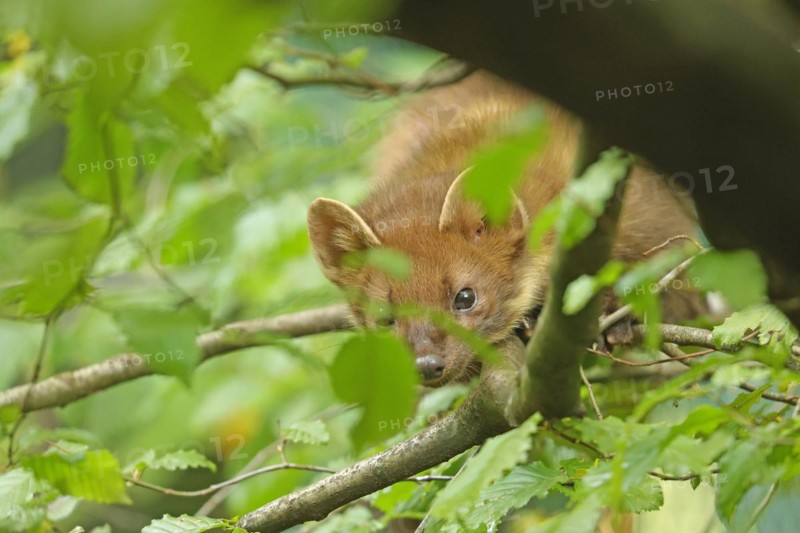 European pine marten