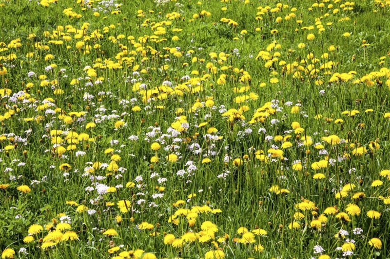 Flowering common dandelion