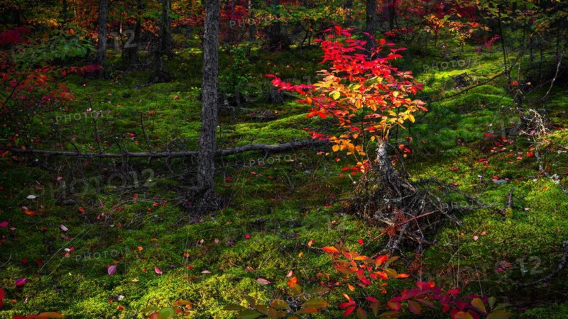 Autumn colours near Hermannsburg in Suedheide