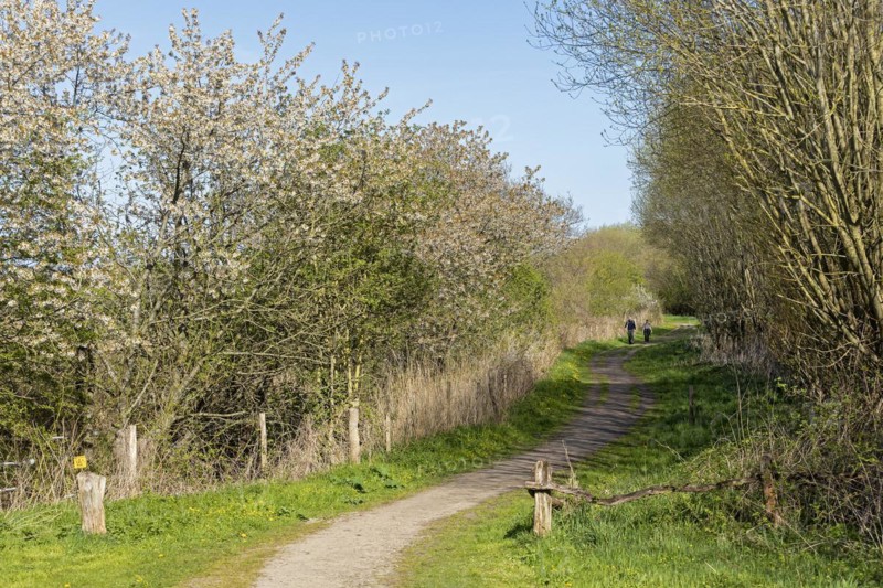 Blackthorn