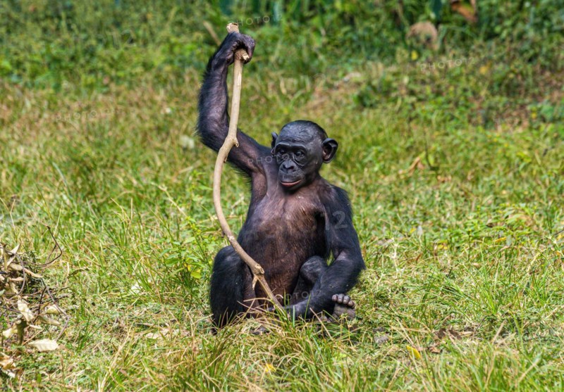 Bonobo