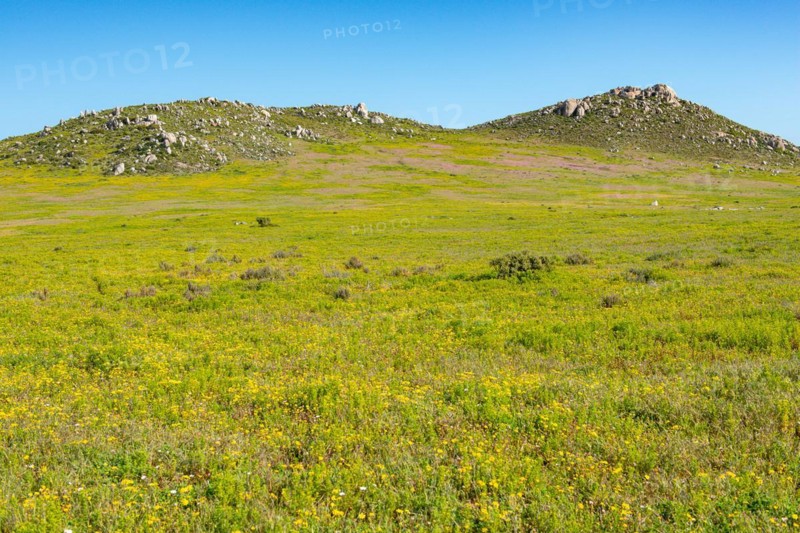 Postberg Section