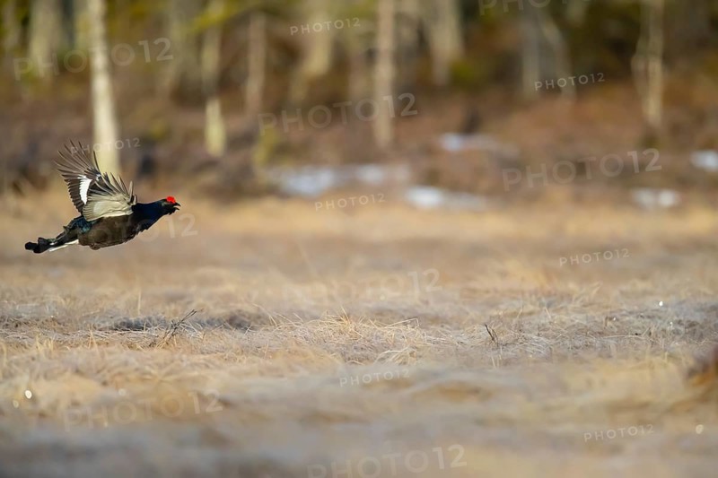 Black grouse