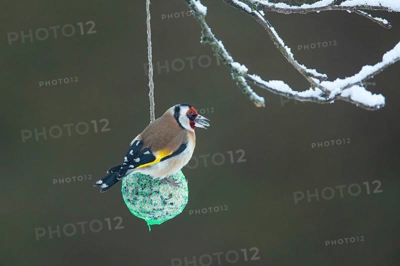 Goldfinch with food in beak sitting on titmouse dumpling looking right