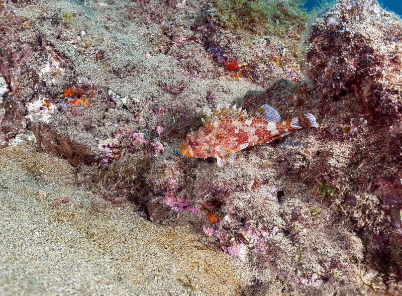 Madeira rockfish