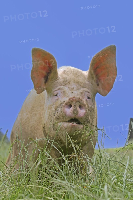 Domestic pig
