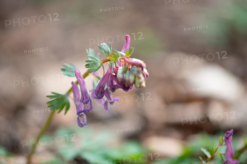 Fingered larkspur