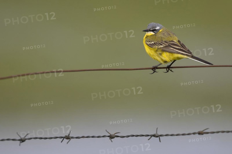 Yellow Wagtail