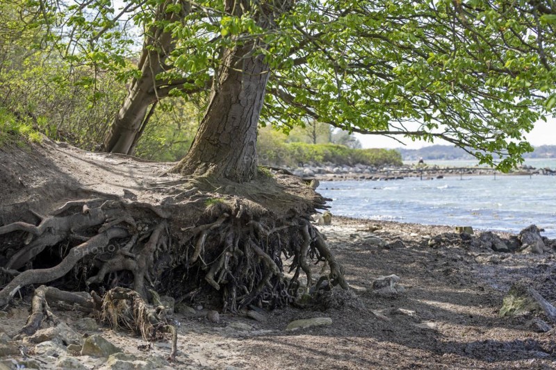 Tree roots exposed by the sea