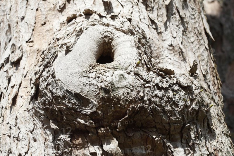Tree trunk with bark and burl