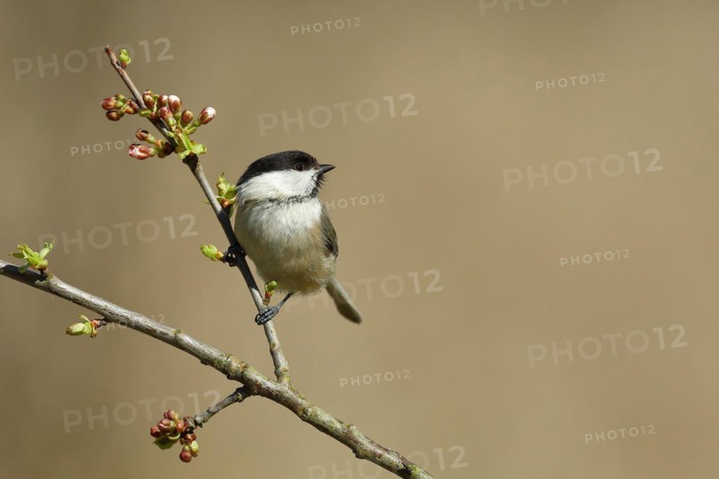 Willow Tit