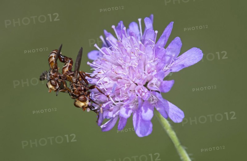 Mating of the common broad-headed blowfly