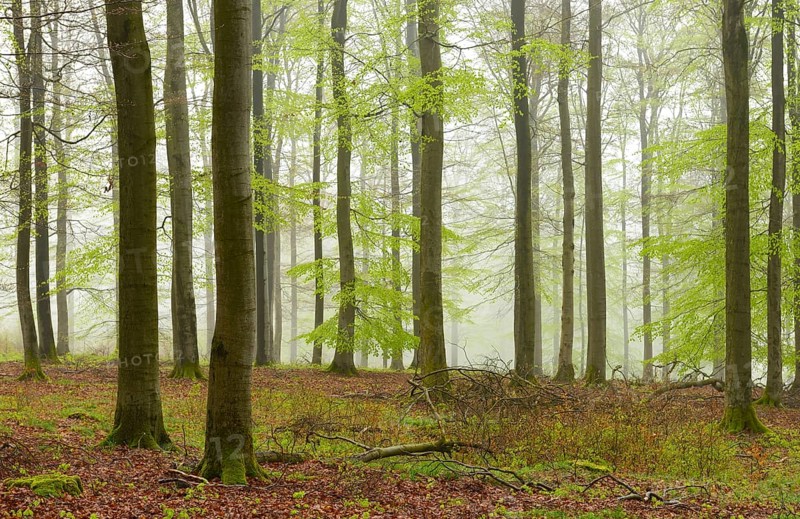 Beech forest with mist in early spring