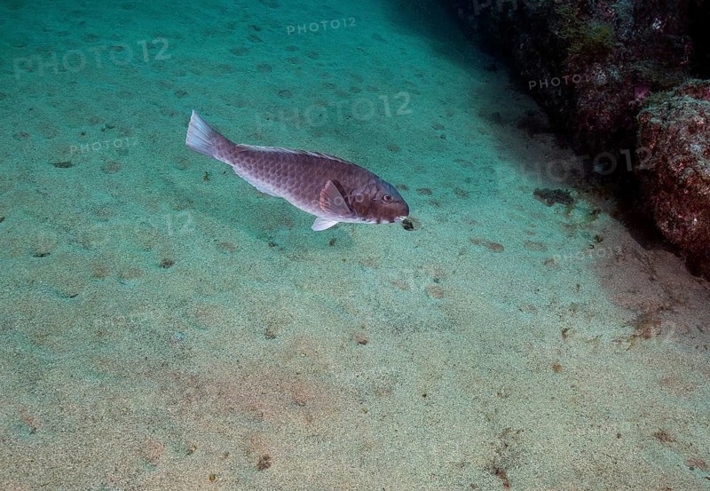 Male mediterranean parrotfish
