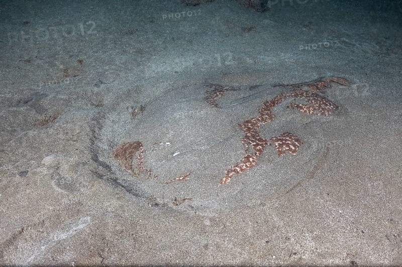 Marbled electric ray