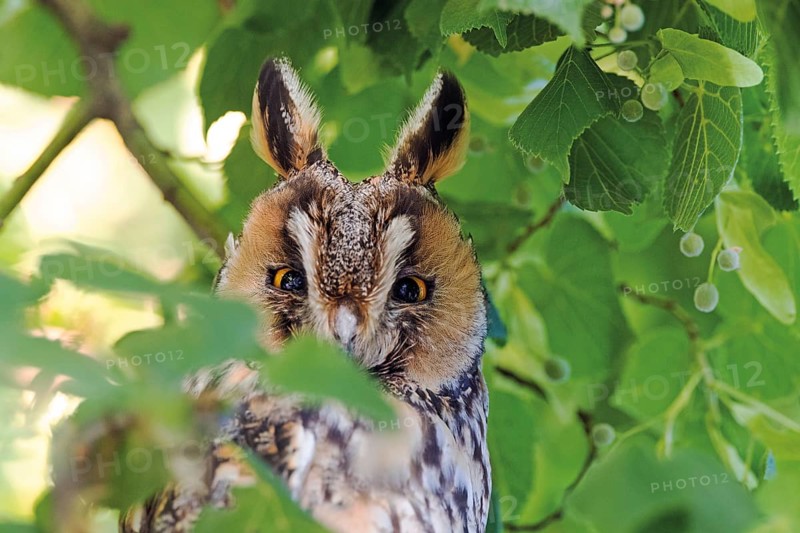 Long-eared owl
