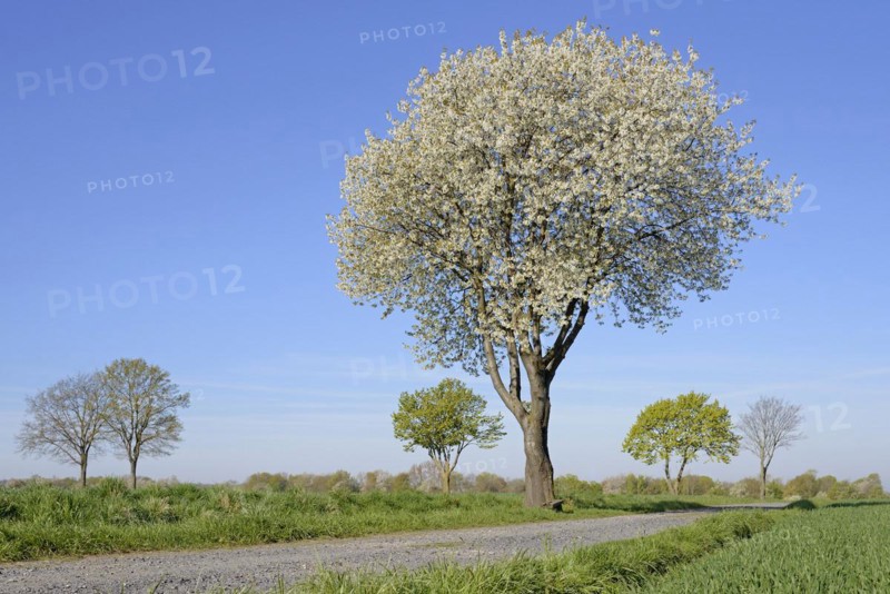 Deciduous trees by a green grain field