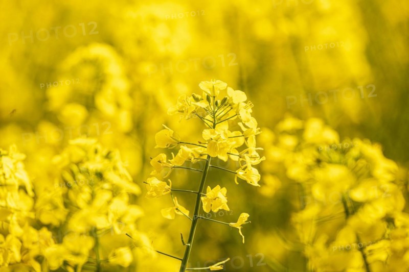 Field with rape