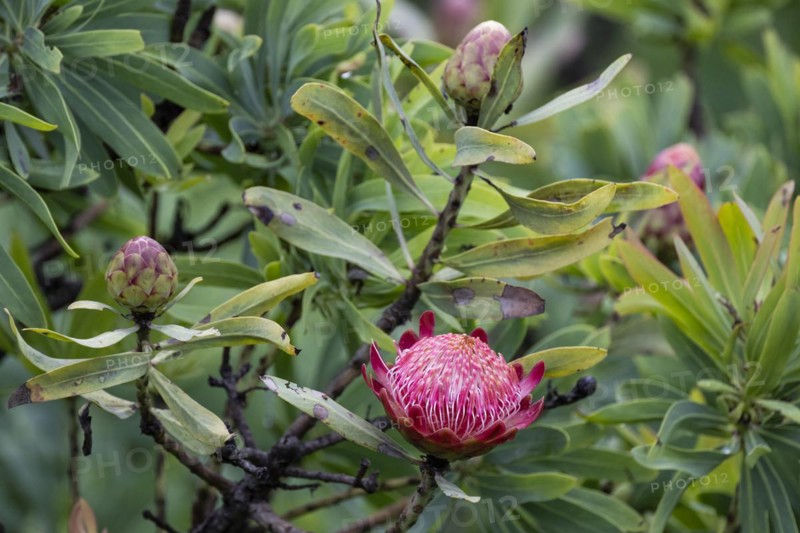 Protea