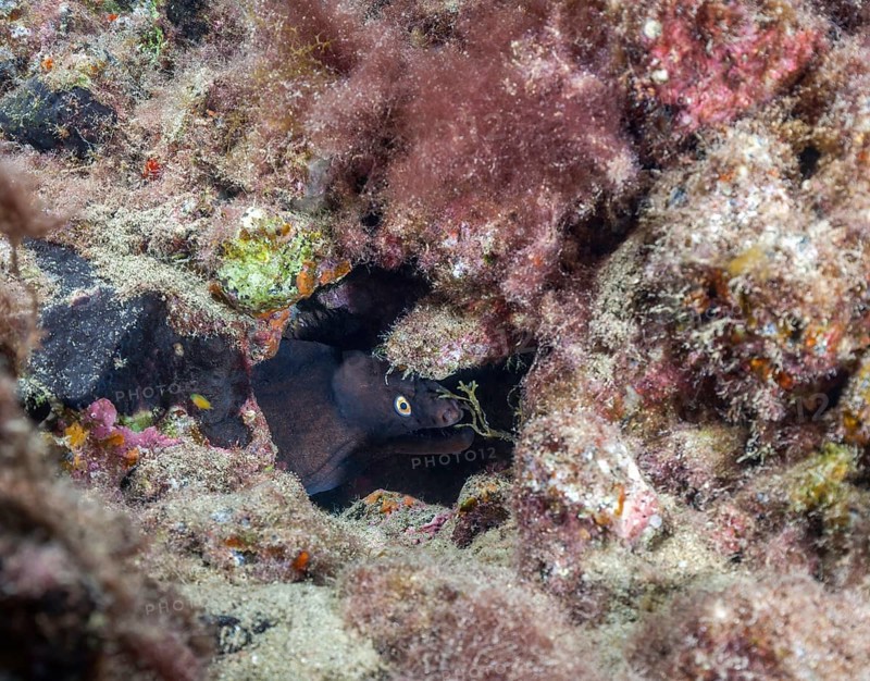 Prince August moray