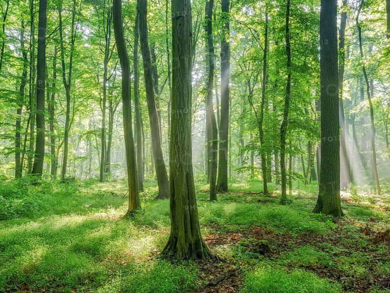 Natural deciduous forest of oaks
