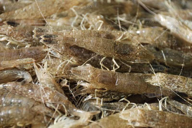 Common Shrimp