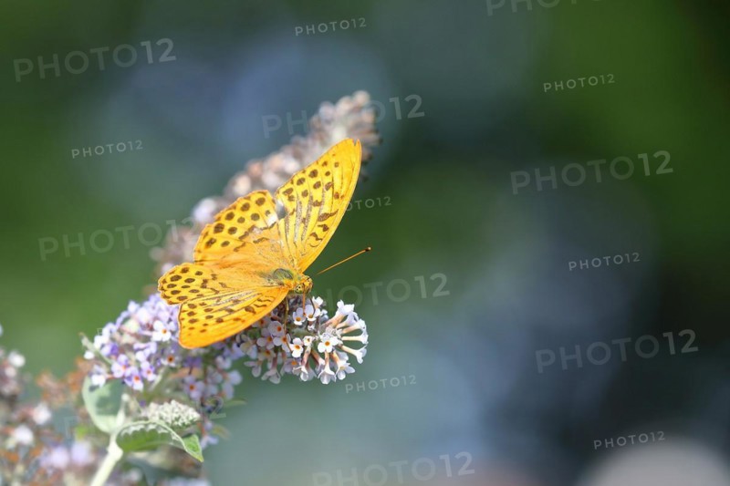 Silver-washed fritillary