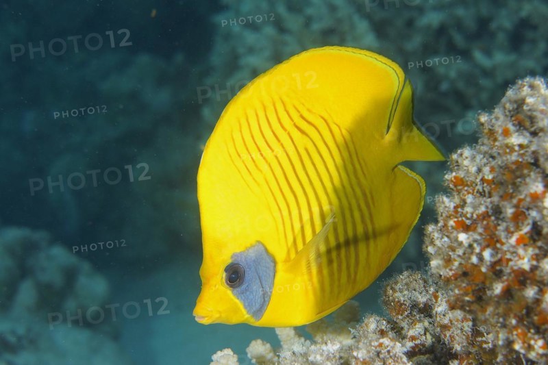 Bluecheek butterflyfish