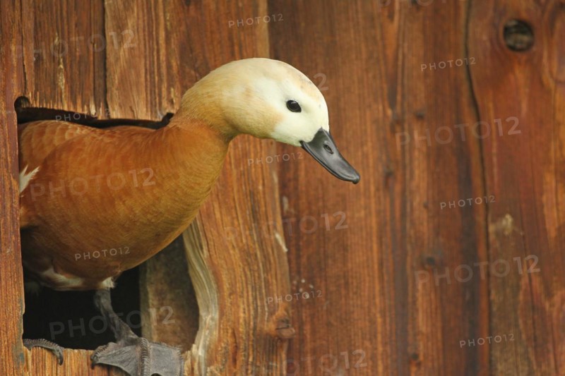 Ruddy Shelduck