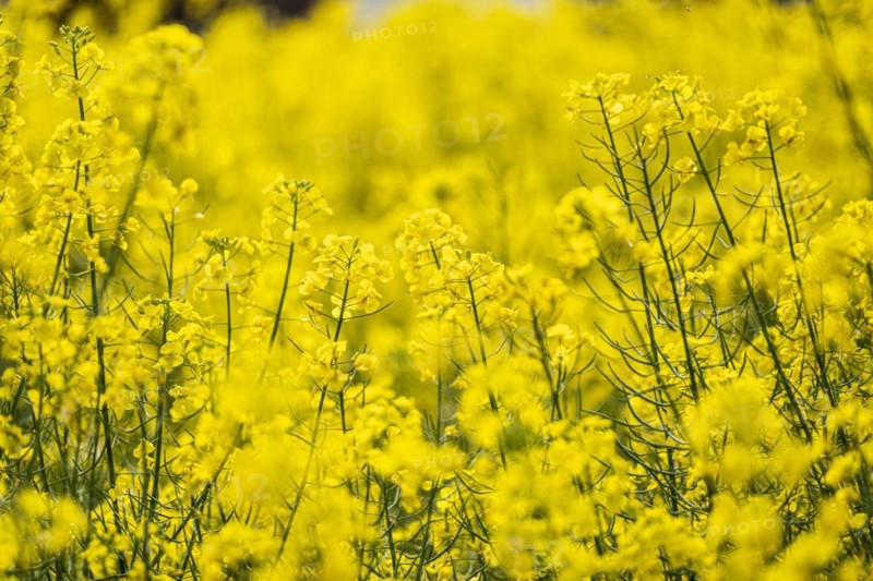 Field with rape