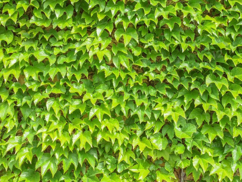 Ivy plant background