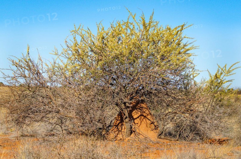 Kalahari