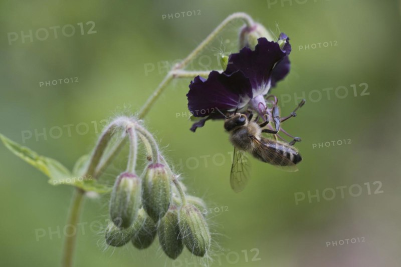 Honey bee