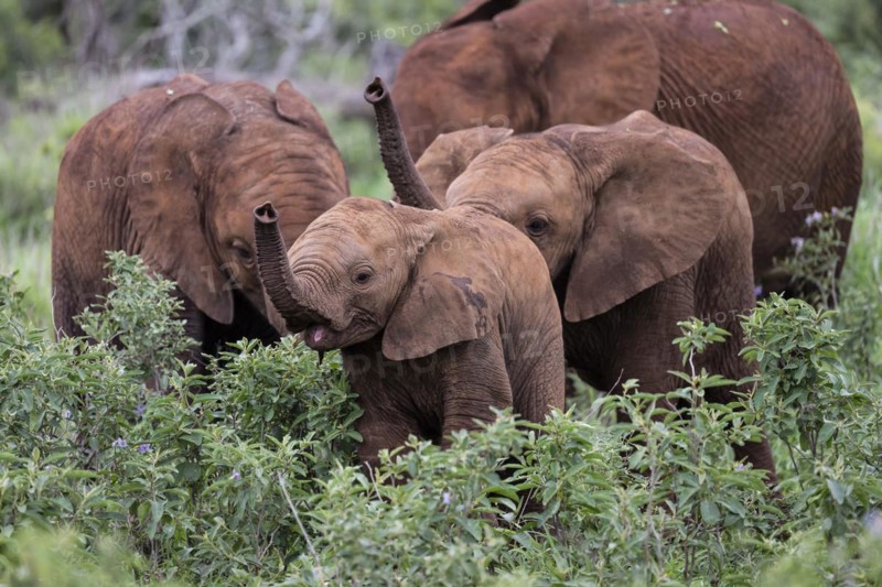 African elephant