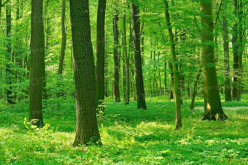 Sunny deciduous forest