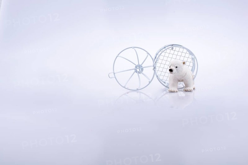 Polar bear cage open to freedom on white background