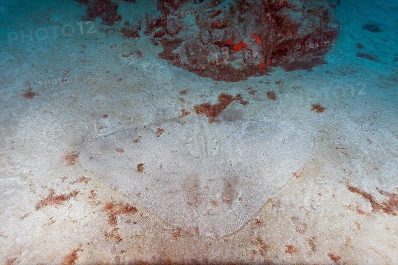 Butterfly ray