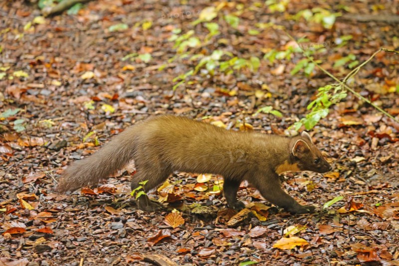 European pine marten