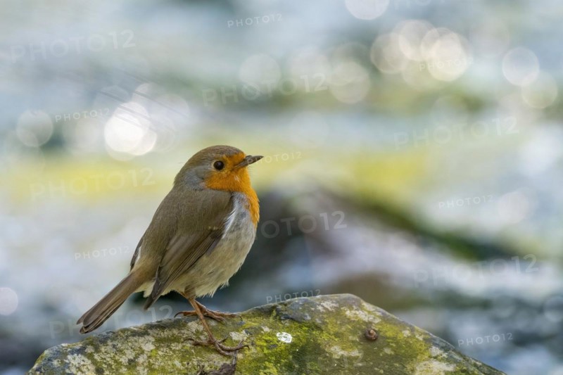 European robin